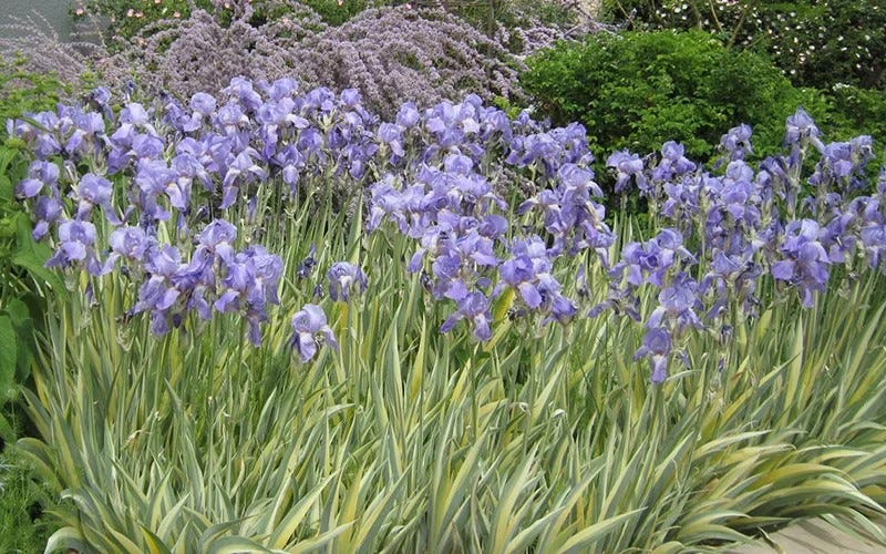 Pallida variegata Bearded Irises in bloom