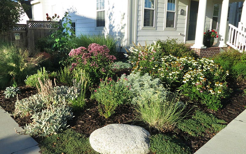 A Neighborhood Native Garden In Denver, Colorado