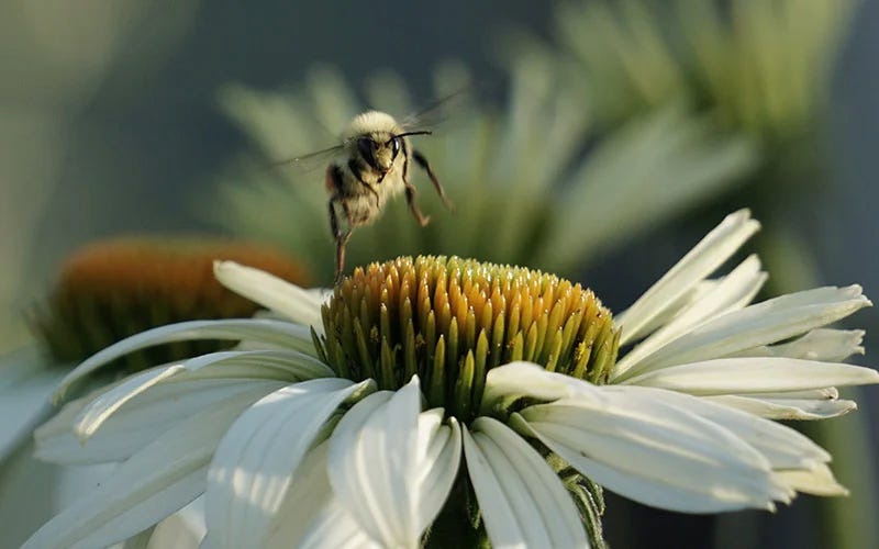 Bumblebee and Echinacea