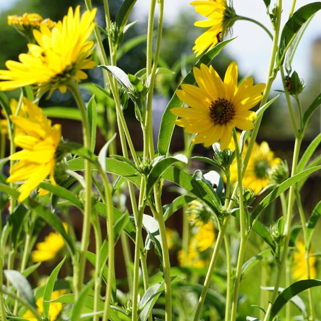 Dakota Sunshine Maximilian's Sunflower (Helianthus)