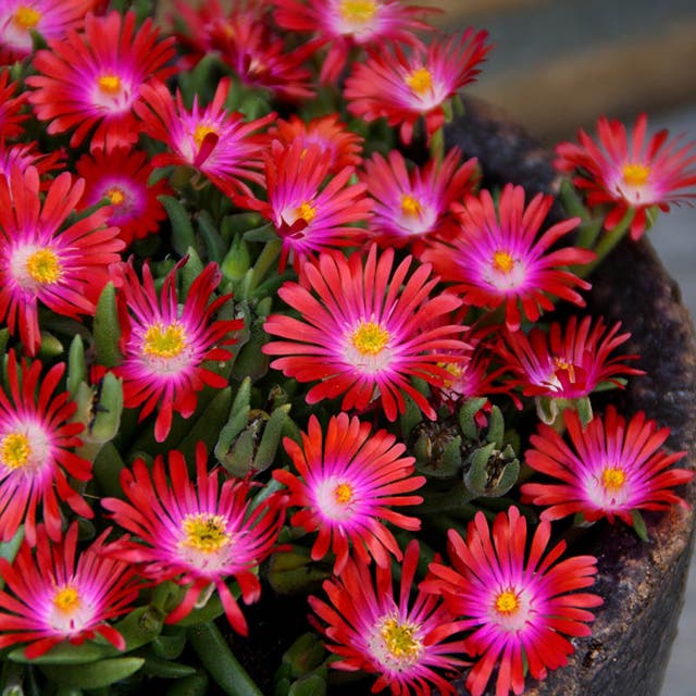 Jewel of Desert Garnet Ice Plant