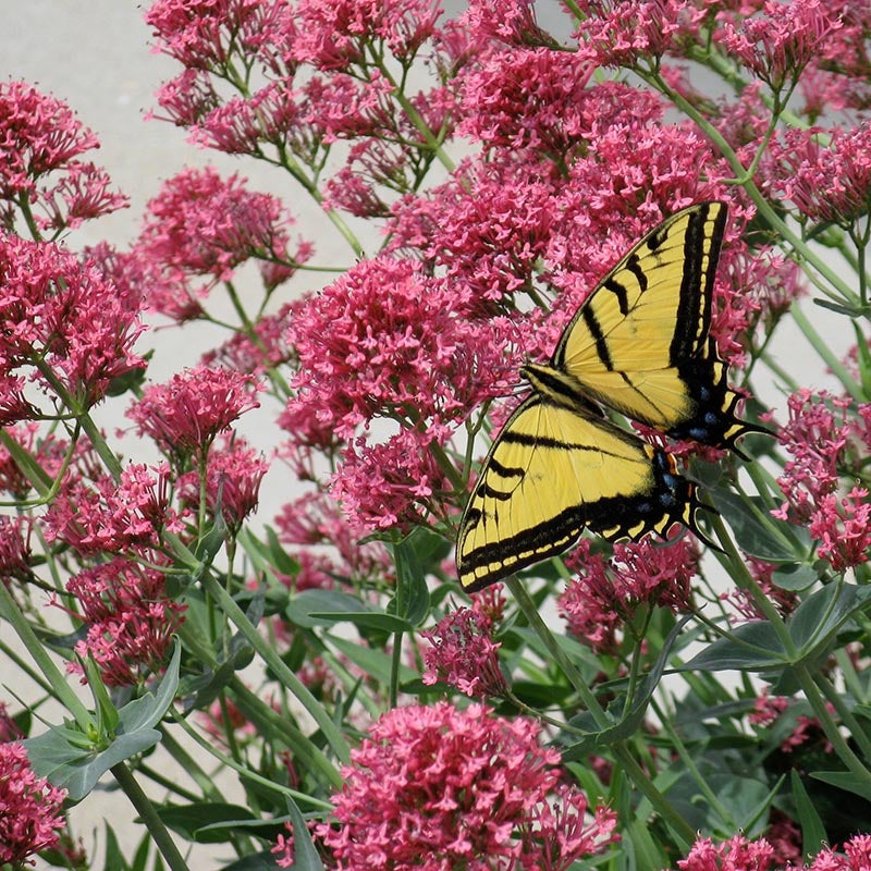 Red Valerian (Centranthus ruber 'Coccineus')