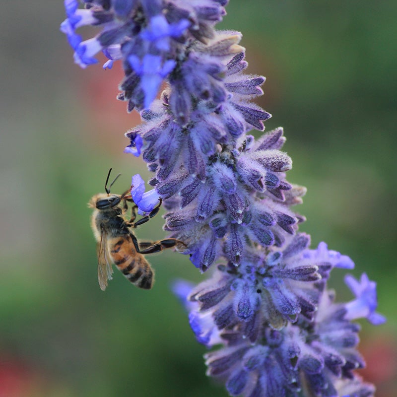 Lacey Blue Russian Sage (Perovskia atriplicifolia 'Lisslitt' PP#20,845) Customer Photo.