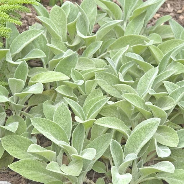 Helen von Stein Lamb's Ear