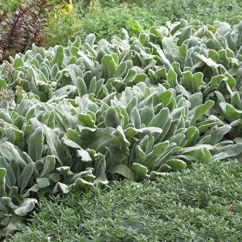 Helen von Stein Lamb's Ear (Stachys byzantina 'Helen Von Stein')