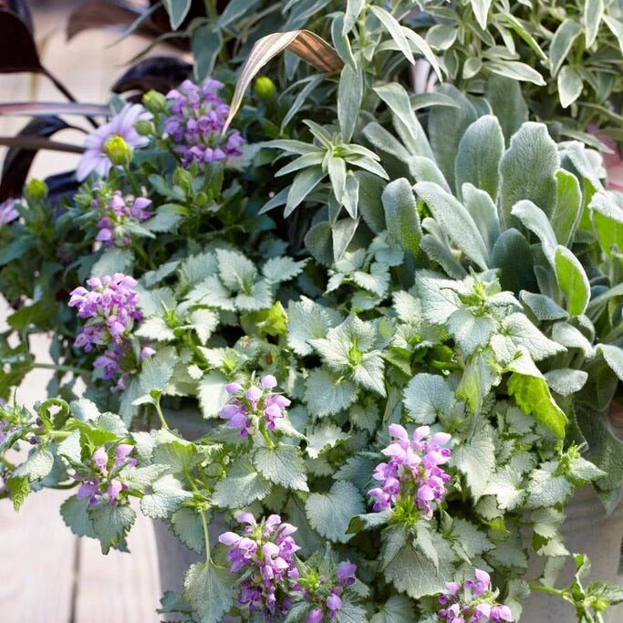 Lamium and Stachys (Lamb's Ear)