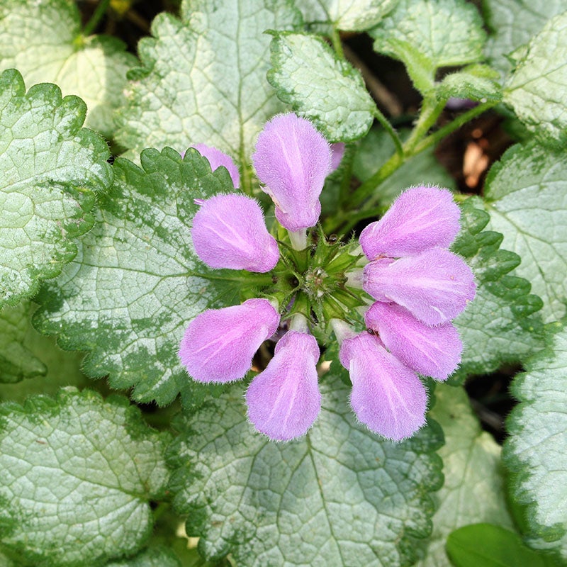  Orchid Frost Lamium (Lamium maculatum 'Orchid Frost' PP11122)