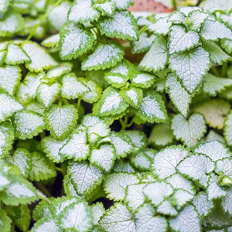 White Nancy Lamium (Lamium maculatum 'White Nancy')