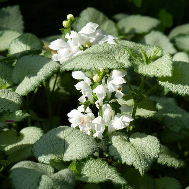 White Nancy Lamium