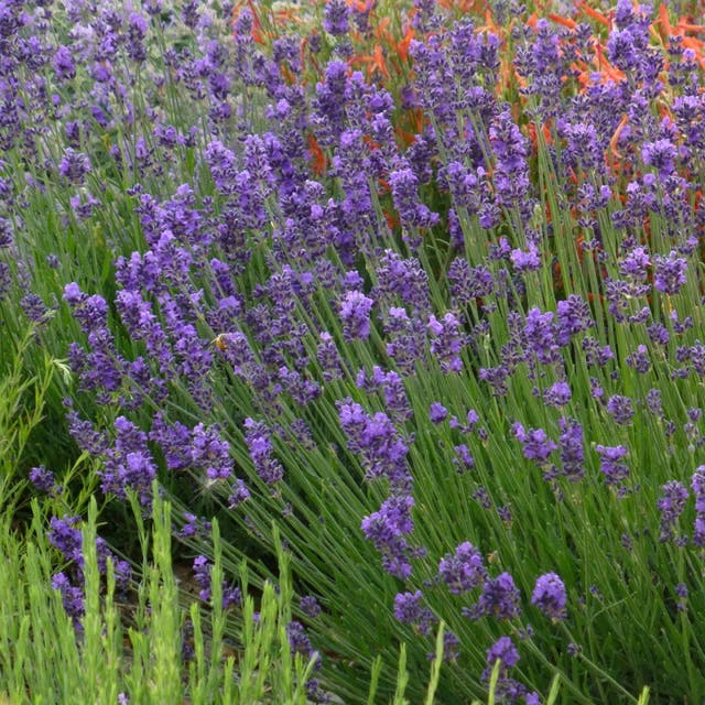 Munstead Violet English Lavender