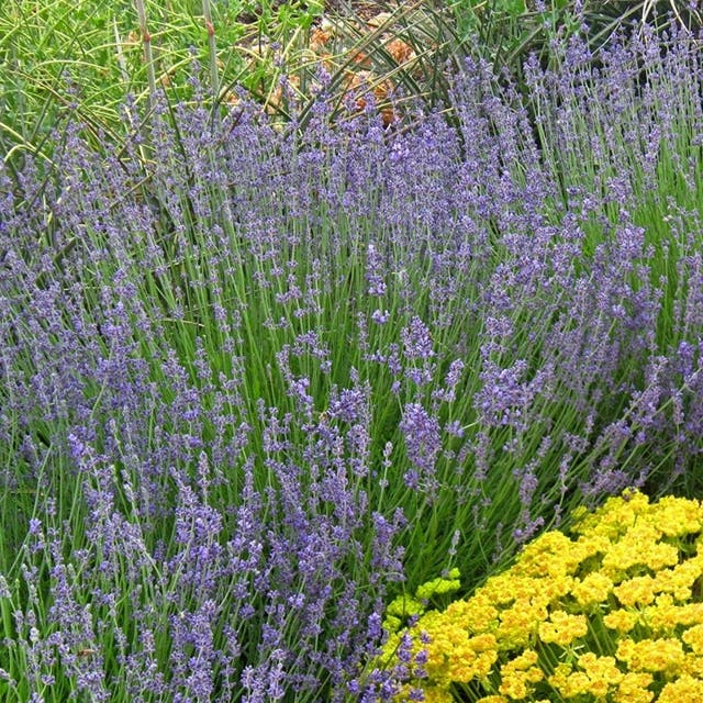 Vera English Lavender