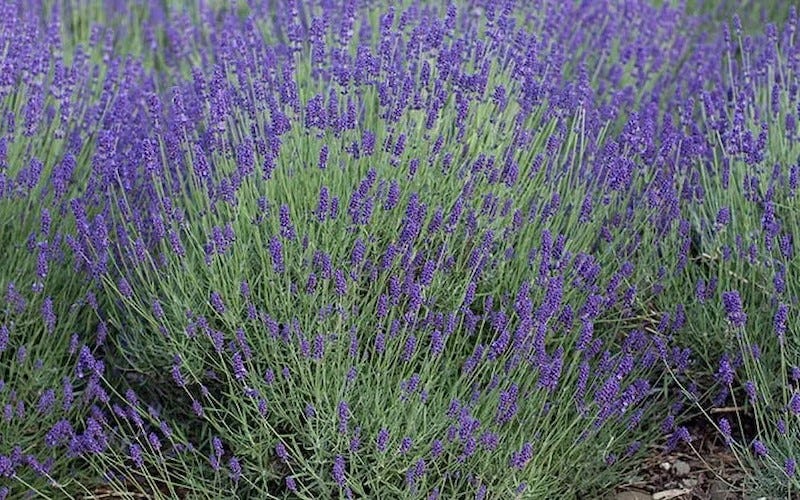 Lavender aungustifolia mass planted