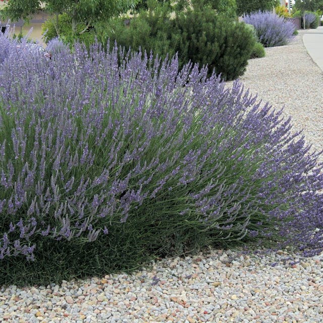 Grosso French Lavender