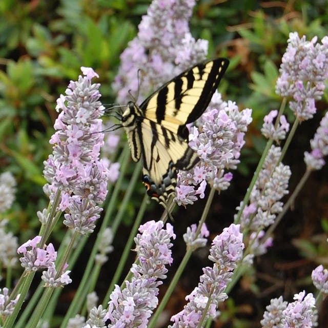 Miss Katherine English Lavender