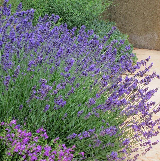 Pastor's Pride English Lavender