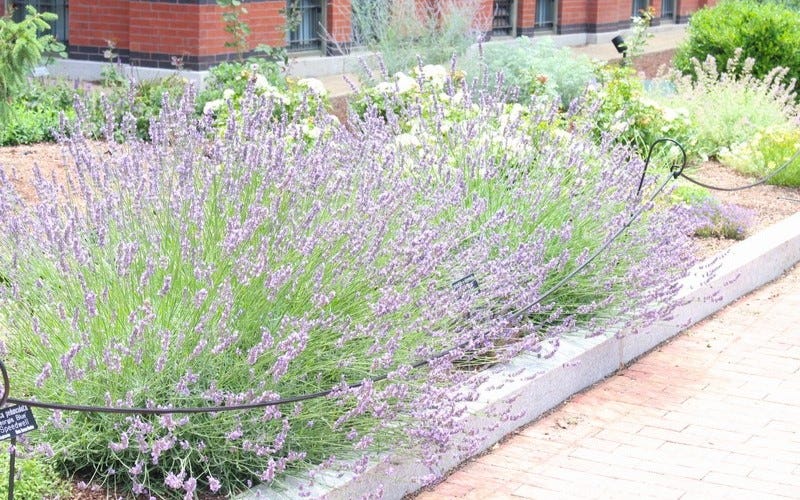 waterwise curb garden