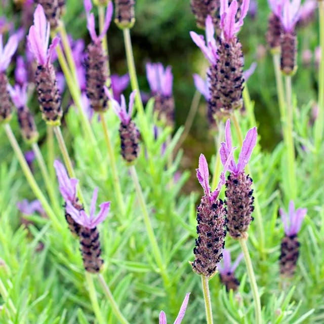 Purple Ribbon Spanish Lavender