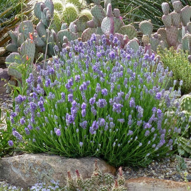 Wee One Dwarf English Lavender