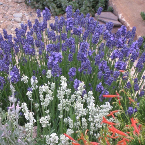 Thumbelina Leigh Dwarf English Lavender, Lavandula angustifolia Thumbelina Leigh