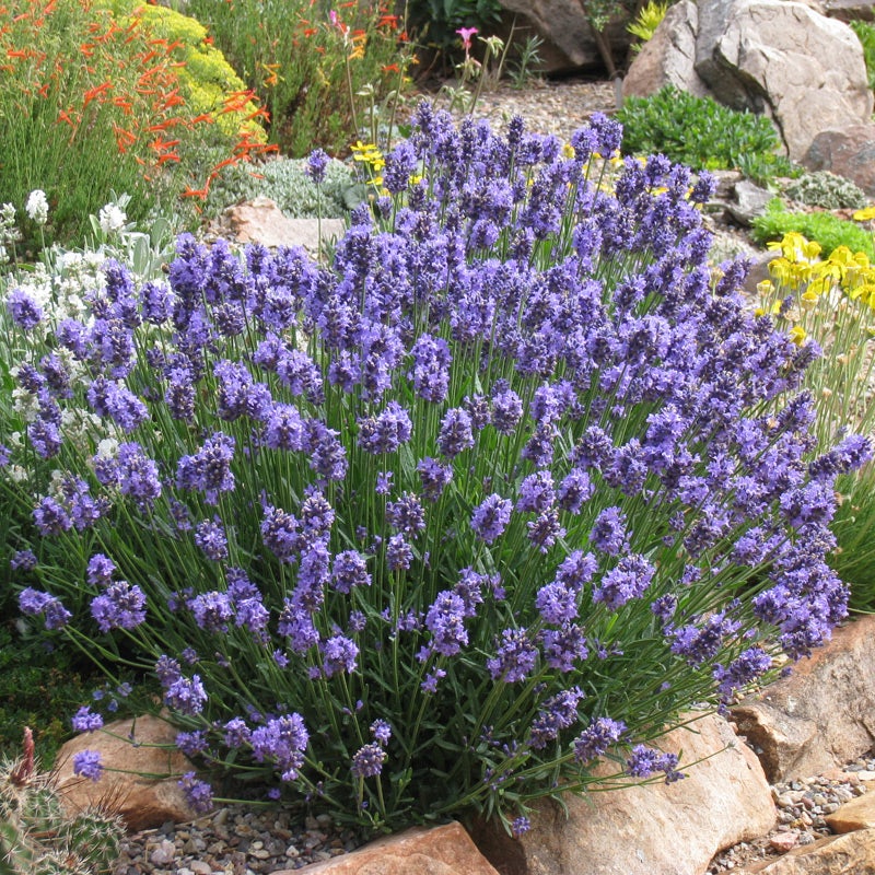 Thumbelina Leigh Dwarf English Lavender, Lavandula angustifolia Thumbelina Leigh