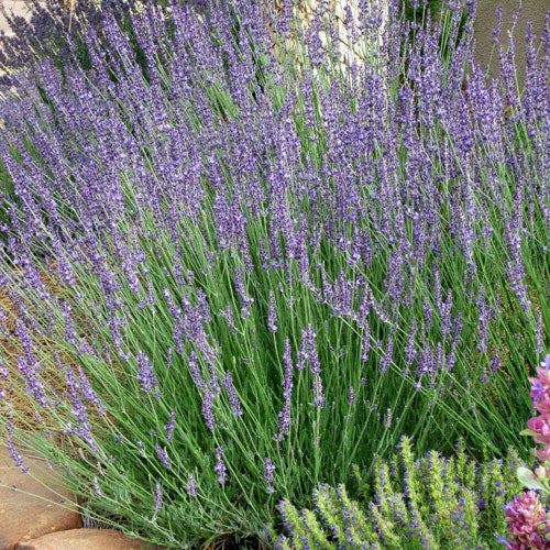 Gros Bleu French Lavender