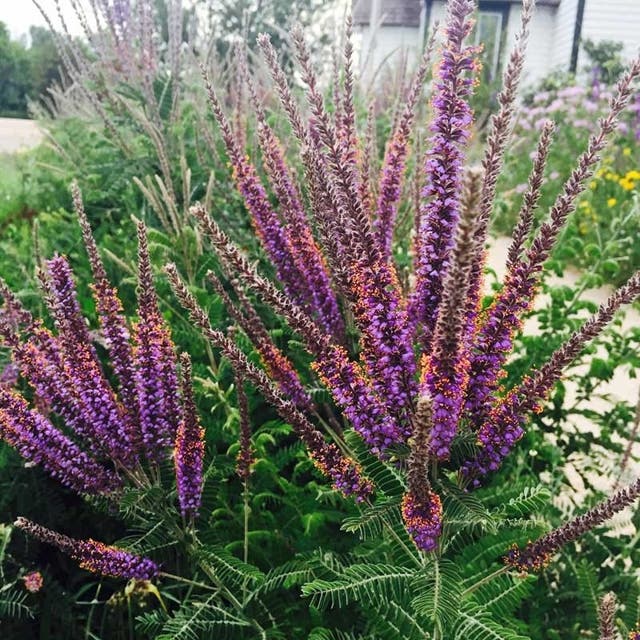 Leadplant (Amorpha)