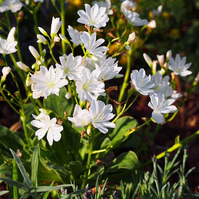 White Lewisia