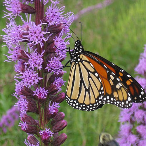 Blazing Star Seeds (Liatris)