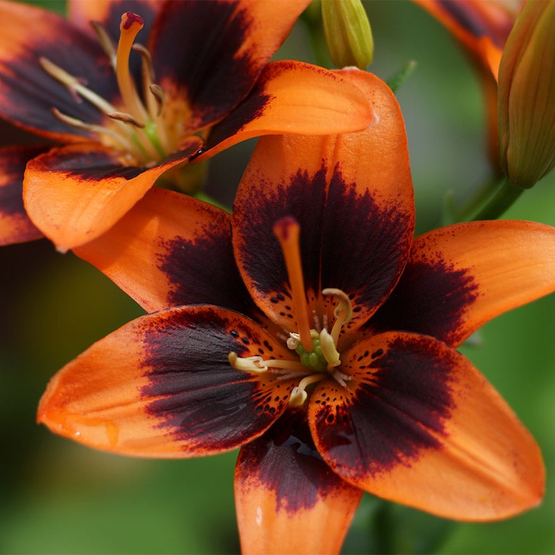 Asiatic Lily 'Forever Susan'