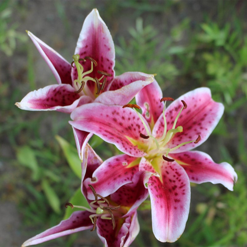 Pink Oriental Lily Stargazer, Lilium, Oriental Lily