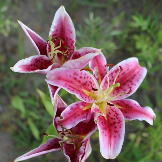 Stargazer Oriental Lily