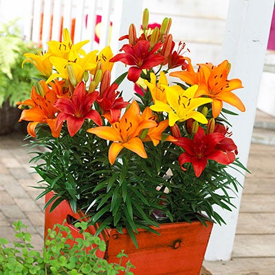 Sunset Asiatic Lily Mix