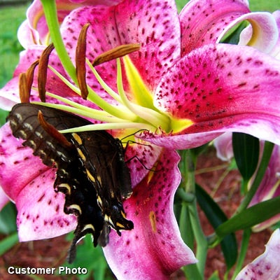 Stargazer Oriental Lily