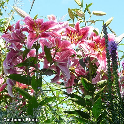 Stargazer Oriental Lily