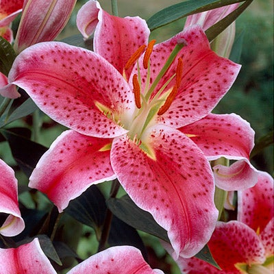 Pink Oriental Lily Stargazer, Lilium, Oriental Lily