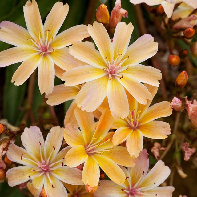 Little Peach Lewisia