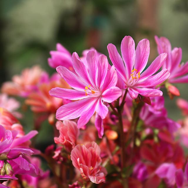 Little Plum Lewisia