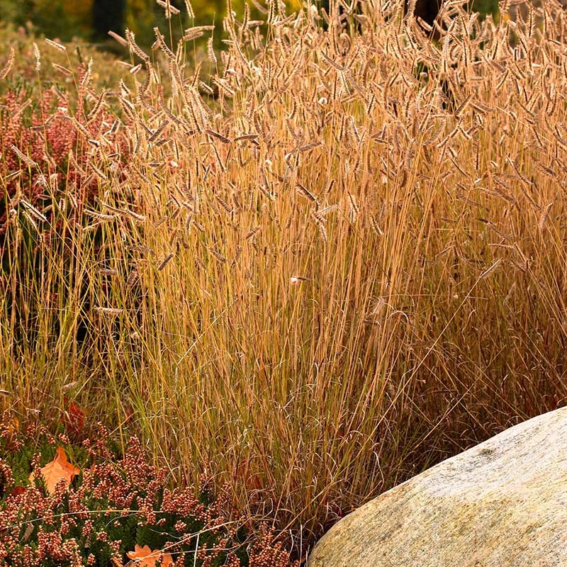 Bouteloua gracilis (Blue Grama Grass)