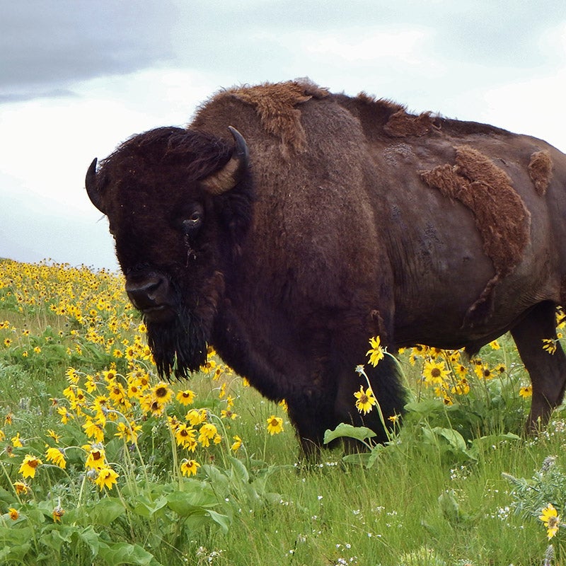 Bison standing in field of wildflowers