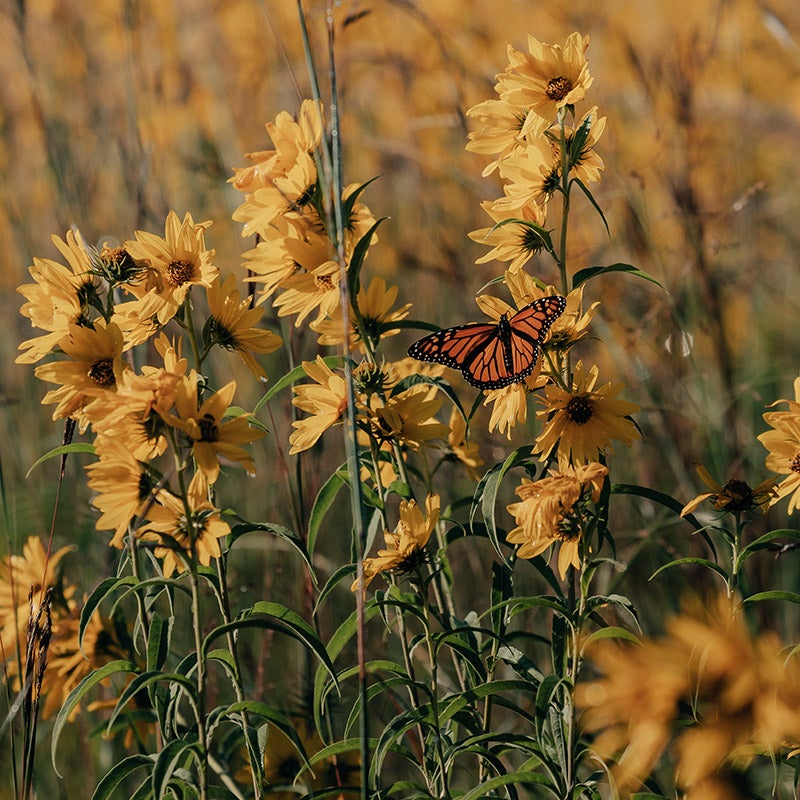 Little Prairie Native Wildflower Seed Mix