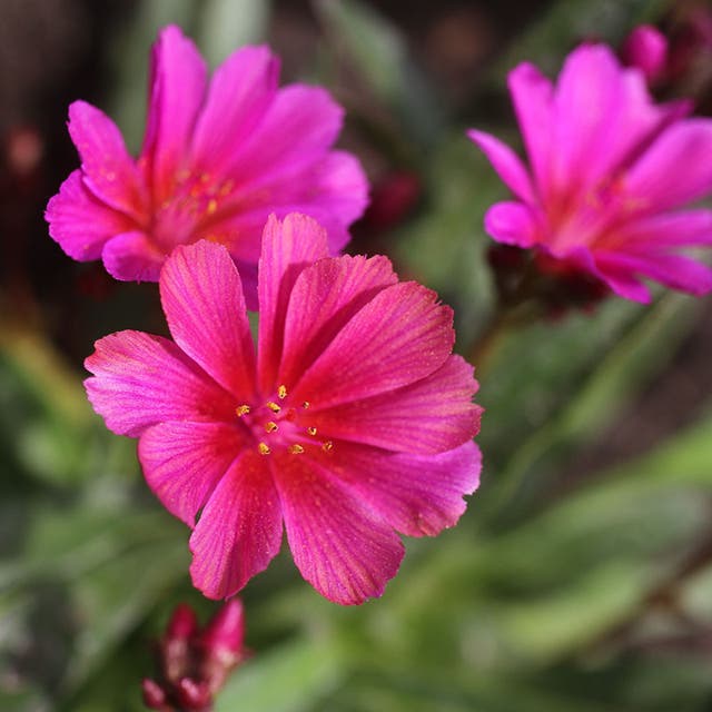 Little Raspberry Lewisia