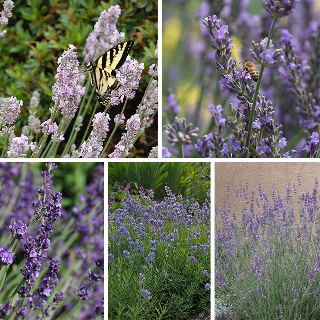 Long Blooming Lavender Collection