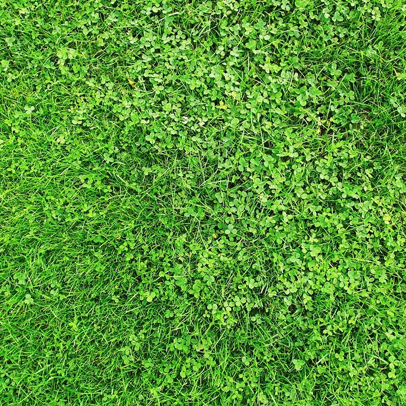 Microclover Low-Water Lawn Seed Mix