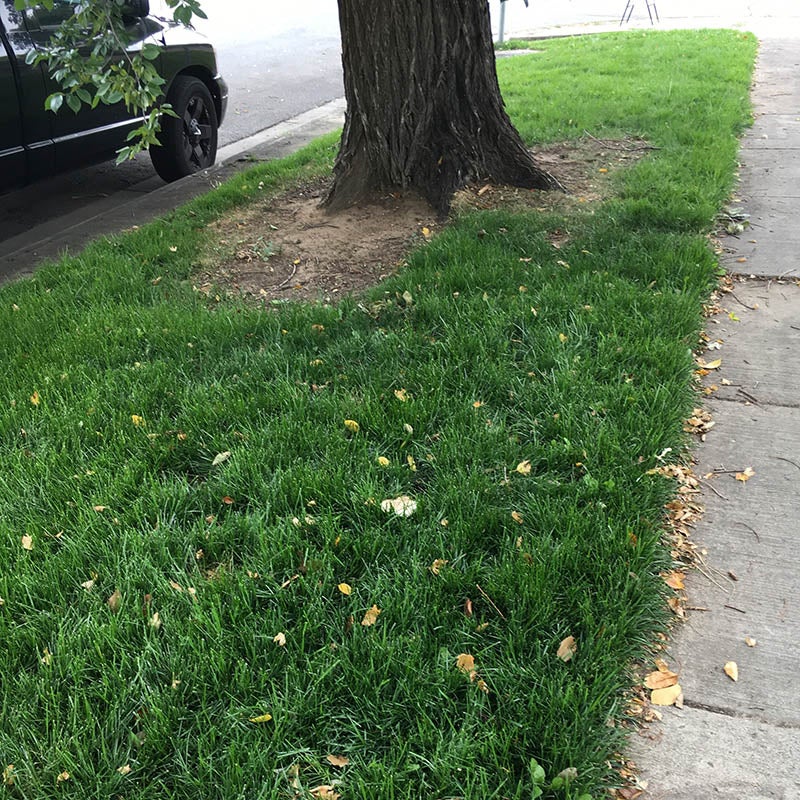 Low Work and Water Dwarf Fescue Grass Seed, Customer Photo