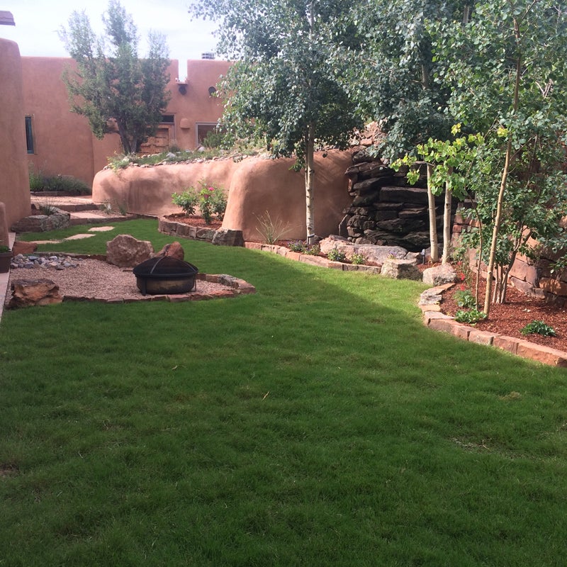 Cynodon hybrida Dog Tuff Grass Plugs - Lucid Landscapes, NM - 2 months after June planting