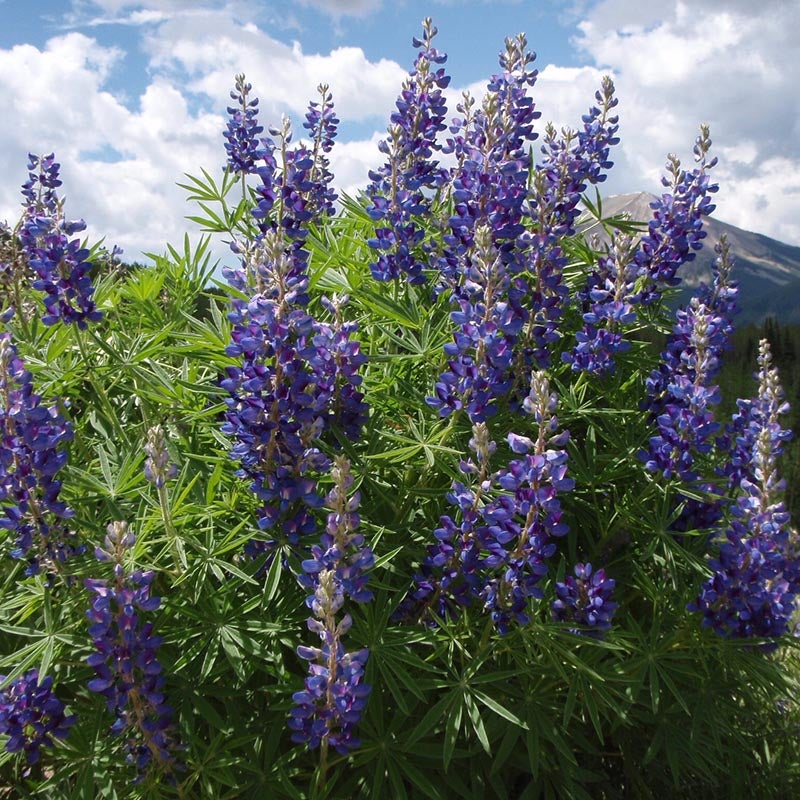 Lupine