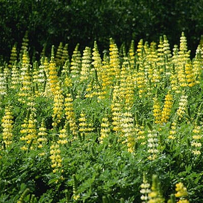 Golden Lupine Seeds