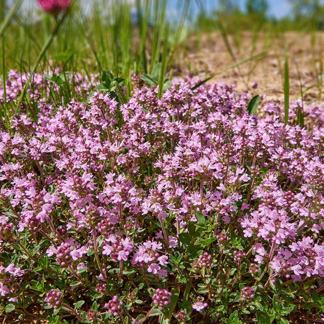 Magic Carpet Creeping Thyme