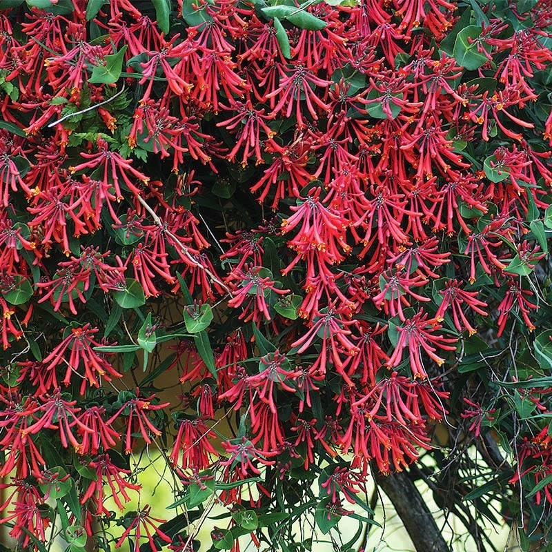 Red and Orange Lonicera sempervirens Major Wheeler, Lonicera sempervirens Major Wheeler, Major Wheeler Honeysuckle Vine