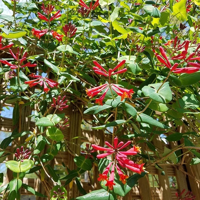 Red and Orange Lonicera sempervirens Major Wheeler, Lonicera sempervirens Major Wheeler, Major Wheeler Honeysuckle Vine